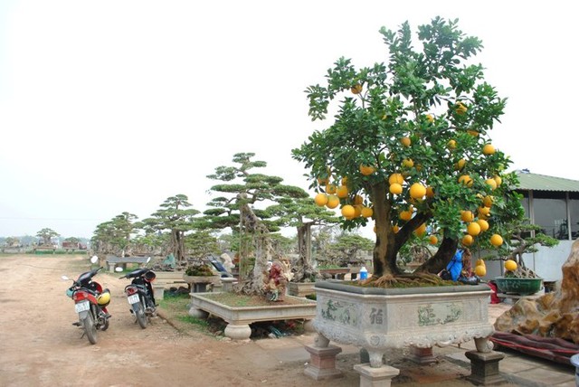 cây cảnh, giá trăm triệu, Hà Nội