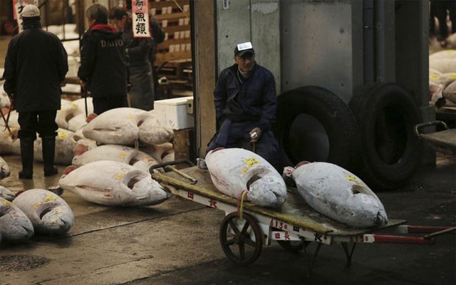 Một khách hàng tiềm năng ngắm nhìn những con cá ngừ đông lạnh trong buổi đấu giá - Ảnh: AP.