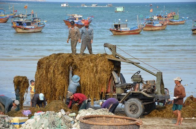 Rong mơ về bến. 