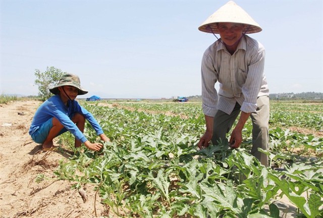 Hai cha con anh Cù Văn Thương chăm sóc dưa.