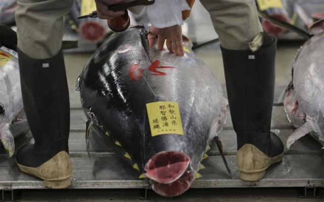 Mỗi buổi sáng, có hàng trăm con cá ngừ được mua bán tại chợ đấu giá Tsukiji - Ảnh: AP.