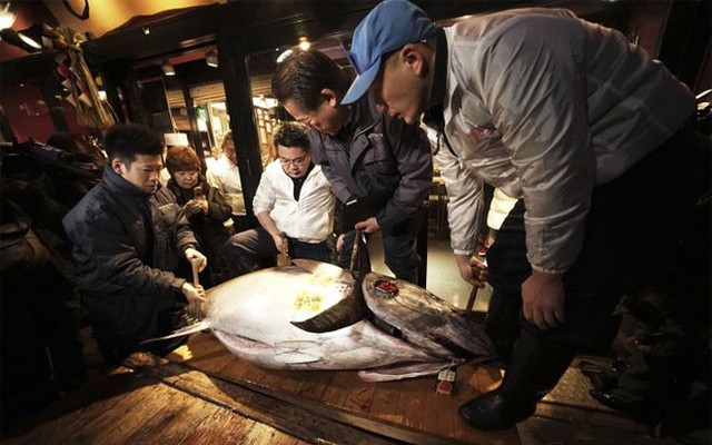 Nhân viên của công ty Kiyomura đón con cá ngừ 180 kg tới nhà hàng Sushi Zanmai. Do cá ngừ được dùng nhiều cho các món sushi và sashimi của Nhật, số lượng cá ngừ trên toàn thế giới đã giảm sút nhanh chóng. Tháng 11 vừa qua, Hiệp hội Quốc tế về Bảo tồn thiên nhiên đã đưa cá ngừ vây xanh Thái Bình Dương vào danh sách các loài có nguy cơ tuyệt chủng - Ảnh: AP.