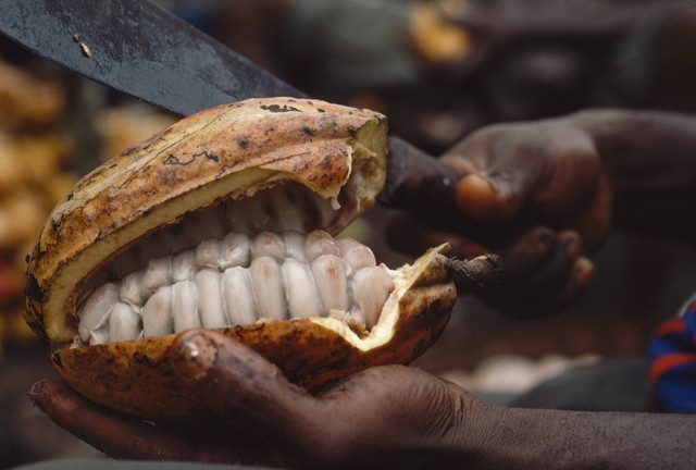 Trái và hạt cacao, hình chụp bởi James L. Stanfield, National Geographic Creative