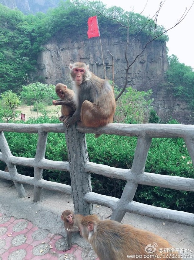 Những con khỉ sống ở Núi Yuntai. (Nguồn: CCTV)