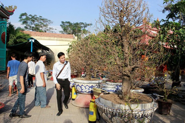 Khách tìm hiểu về giá mai tại một điểm bán mai trên đường Phạm Văn Đồng, Q.Thủ Đức, TP HCM.