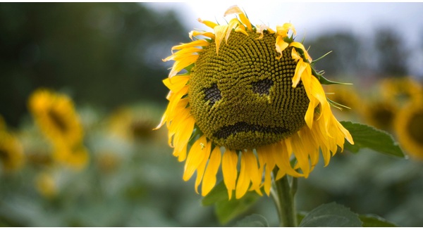 unhappy-sun-flower-w1-1450834311598-crop-1450834323932.jpg