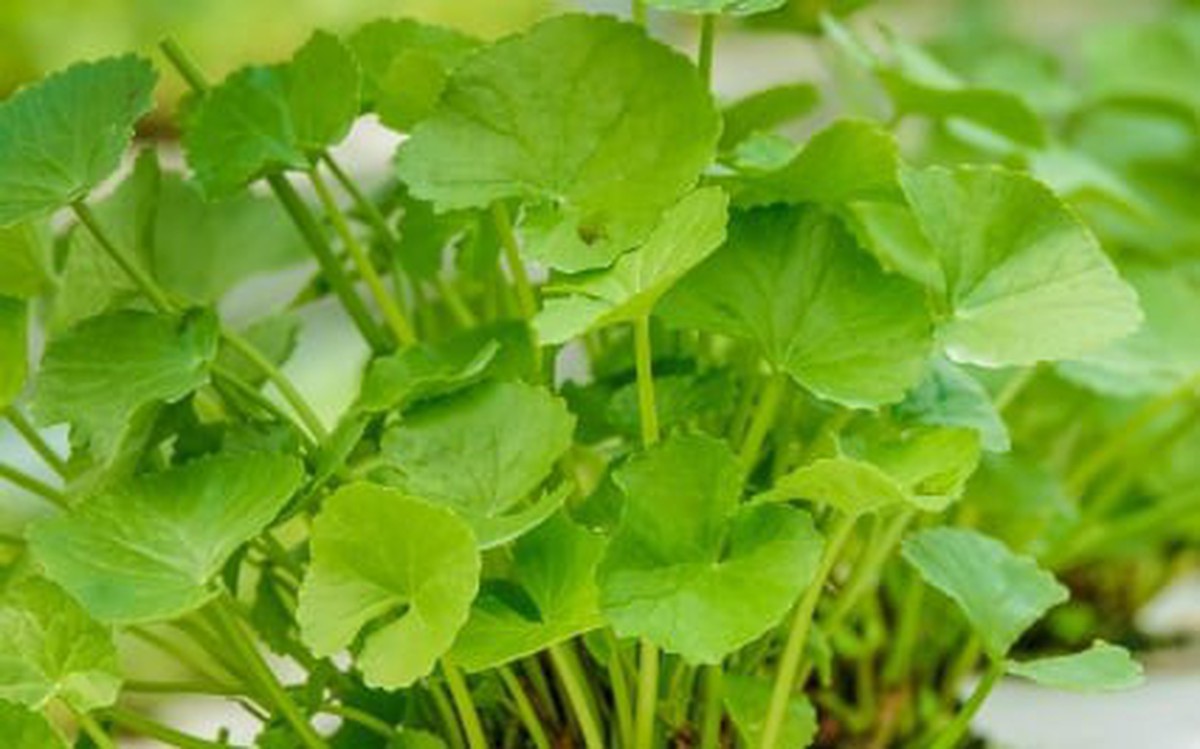 Rau má: Loại rạu dại vị đắng nhưng cực tốt cho sức khỏe