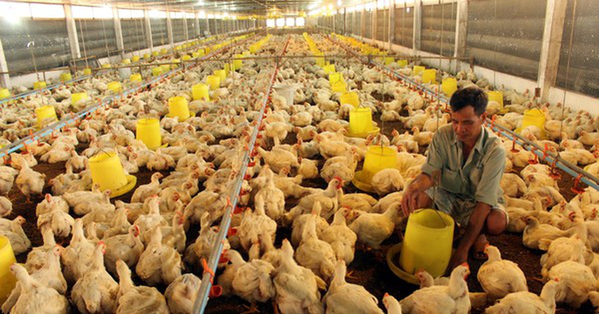 Chăn nuôi bên bờ vực phá sản