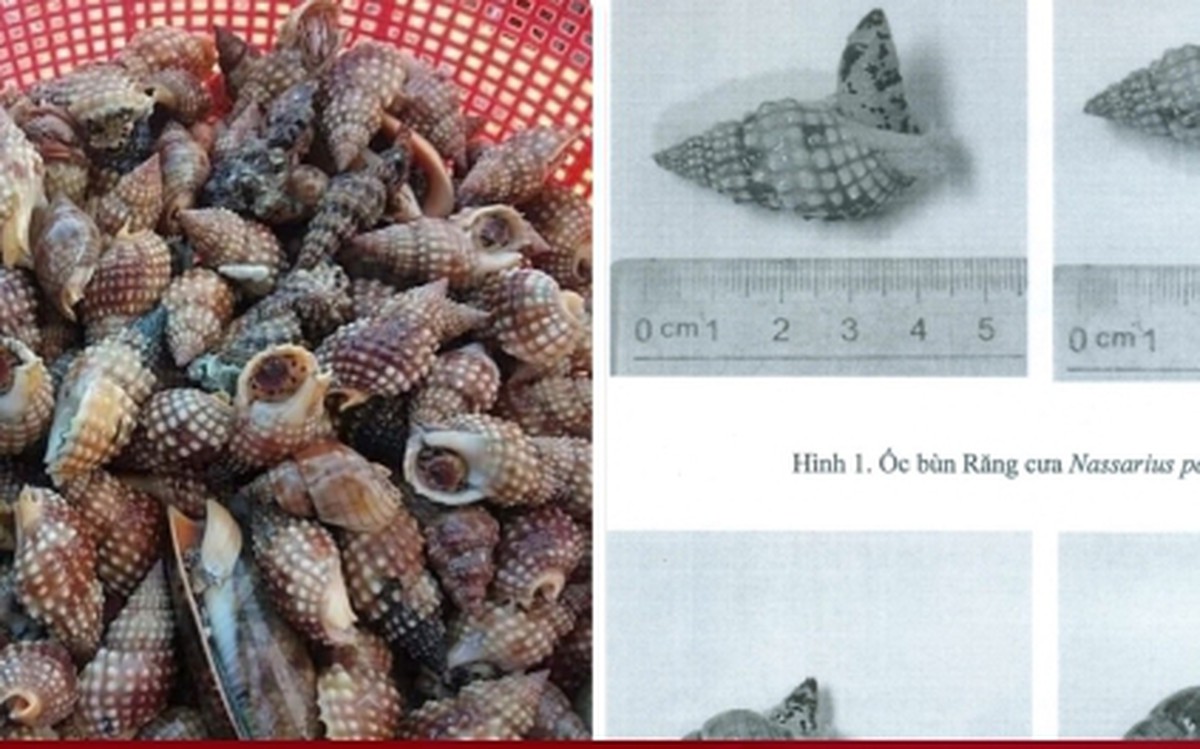 Những loại ốc không nên ăn