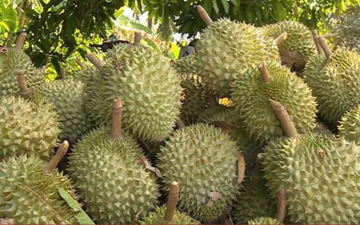 Sầu riêng trúng mùa nhưng rớt giá