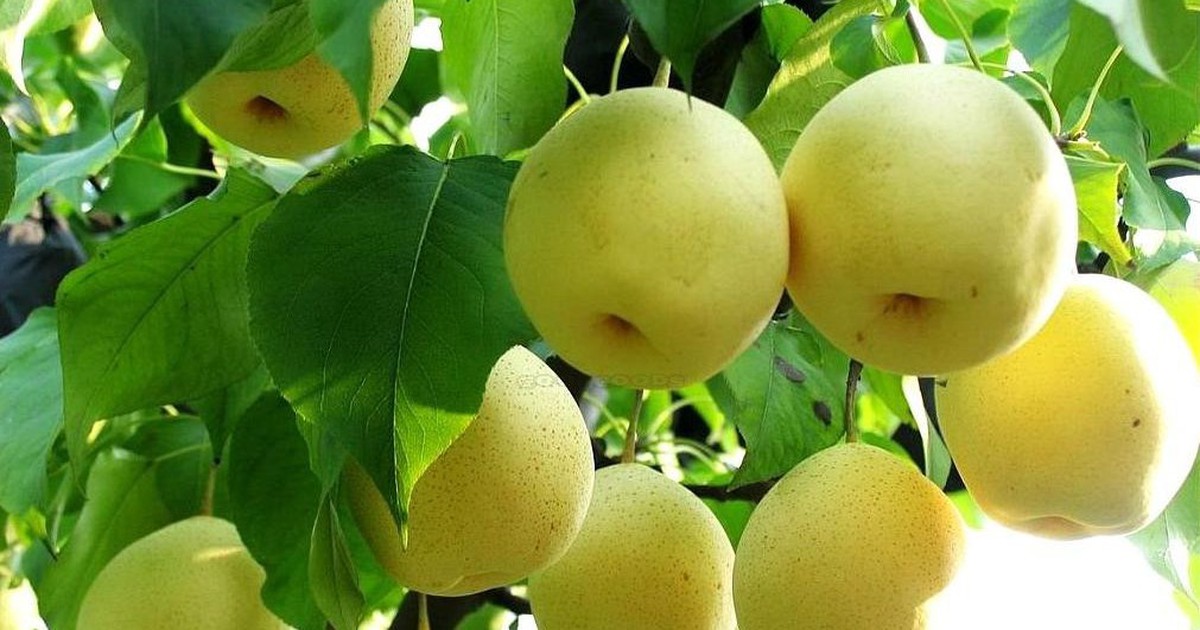 9 loại quả "lọc" mỡ máu tốt bậc nhất đang bán đầy chợ Việt, ăn đều sẽ giảm huyết áp, cholesterol và nguy cơ mắc bệnh tim mạch