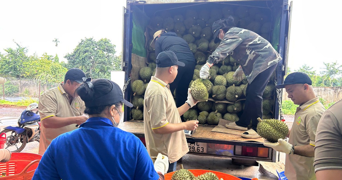 Sầu riêng gần 100.000 đồng/kg, vì sao nhiều nhà vườn vẫn khó hưởng lợi?