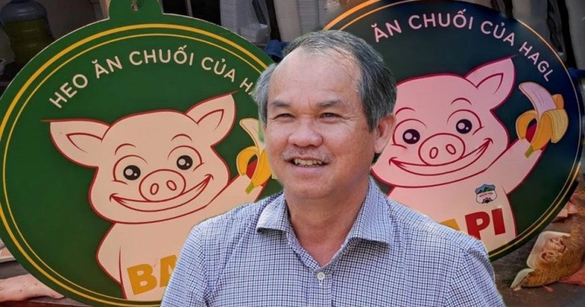 Đàn heo ăn chuối của bầu Đức giờ ra sao?