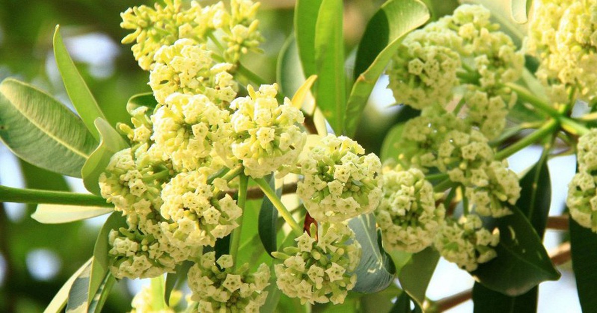 Thương hiệu mỹ phẩm thuần Việt từng gom góp nửa tấn hoa sữa để làm hơn 2.000 chai sữa tắm "Hà Nội và em"