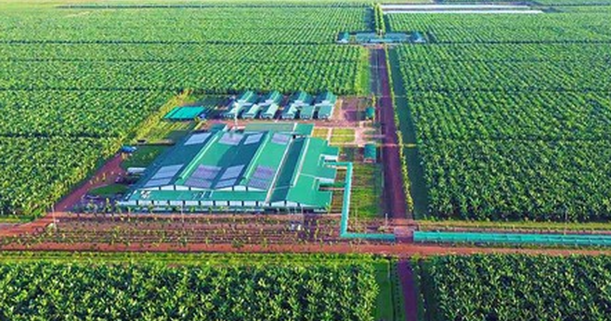 Việt Nam có một tỷ phú sang Lào, Campuchia trồng chuối quy mô lớn: Ký hợp đồng 10 năm với "ông lớn" nông nghiệp Mỹ, phạt 1 USD/thùng nếu không đủ 90% cam kết