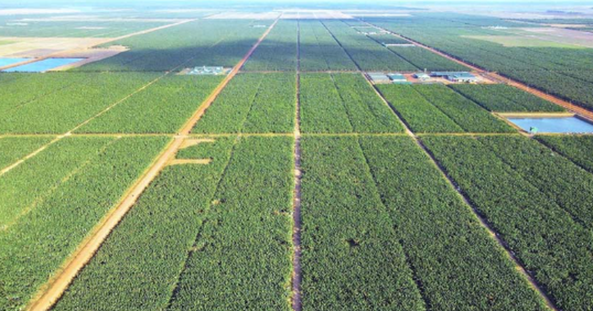 Việt Nam có một tỷ phú sang Campuchia trồng hơn 2.000 ha dứa: Được tập đoàn Mỹ 135 năm tuổi bắt tay hợp tác, sản lượng dự kiến 100.000 tấn/năm