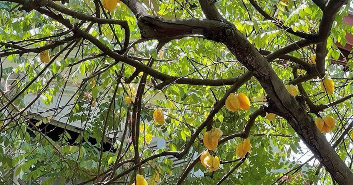 Ông bà dặn con cháu: "Nhà có cây quý, người có lộc bền" - Trồng 5 cây này thì nhà vượng - người may