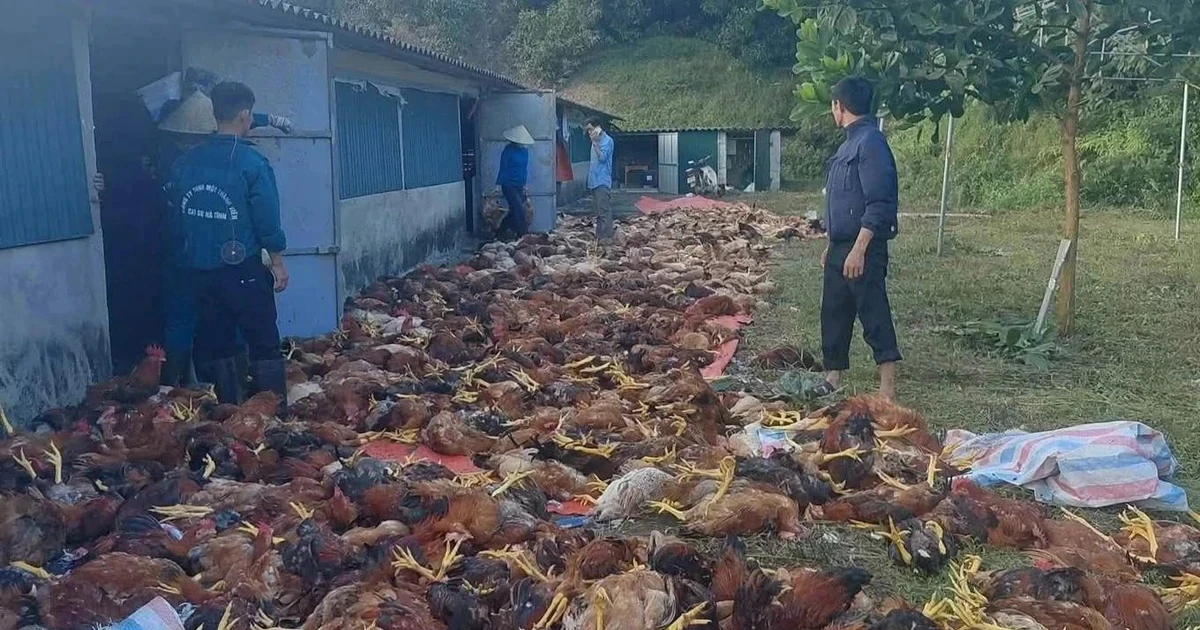 Chập điện, hơn 3.000 con gà chết ngạt