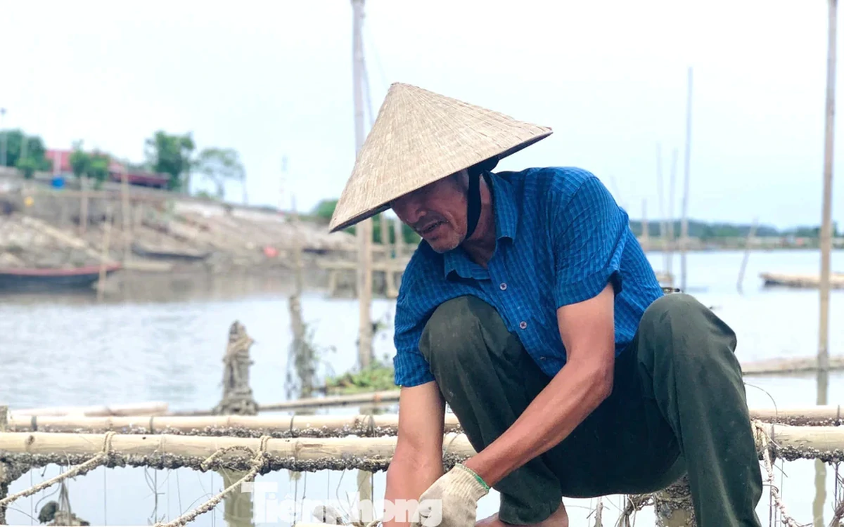 "Hái ra tiền" với nghề thả dây trên sông cho hàu bám