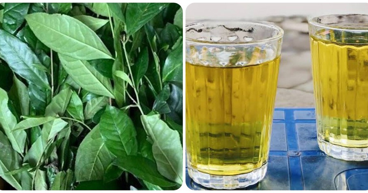 Uống trà xanh tươi mỗi ngày có tác dụng gì?