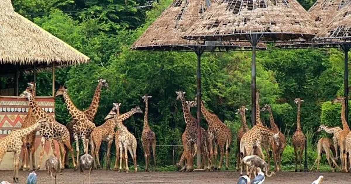 Sở Tài chính Hà Nội nói về dự án Safari Ba Vì