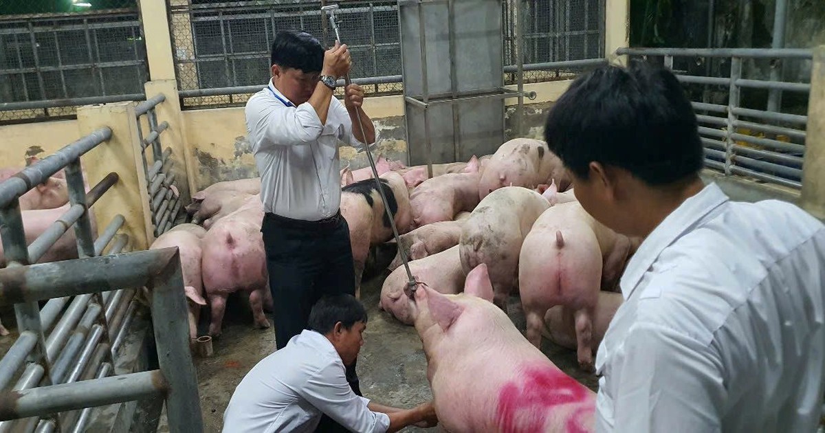 10.000 tấn heo có chất tạo nạc đã được bán tại TP.HCM và nhiều tỉnh, giá trị hơn 600 tỷ đồng
