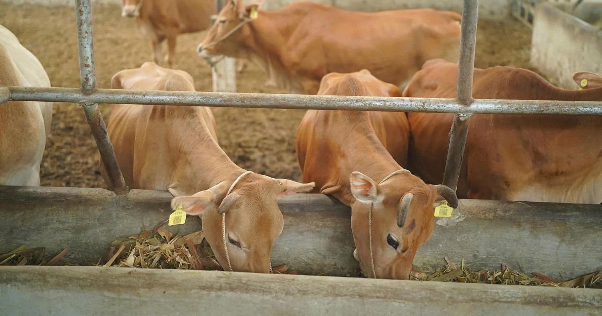 Bò H’Mông đối đầu “truyền thuyết” bò Wagyu, trâu đông lạnh Ấn Độ xoa dịu hầu bao khách hàng trong nước