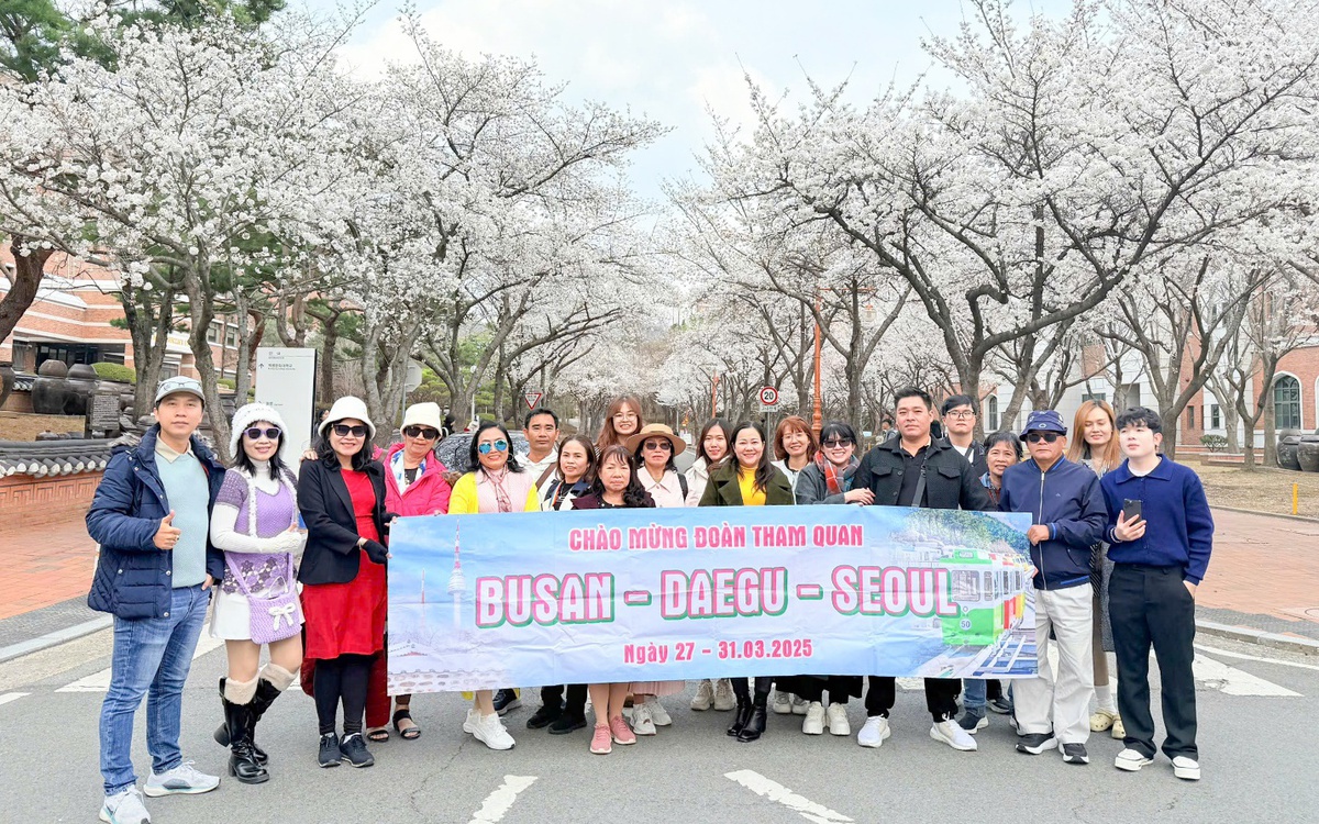 Theo dấu Hoa Anh Đào – Lạc bước giữa sắc xuân Châu Á