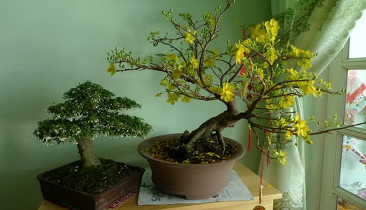 Cảnh báo đặc biệt tới các gia đình vẫn đang bày hoa từ Tết và ngày Rằm