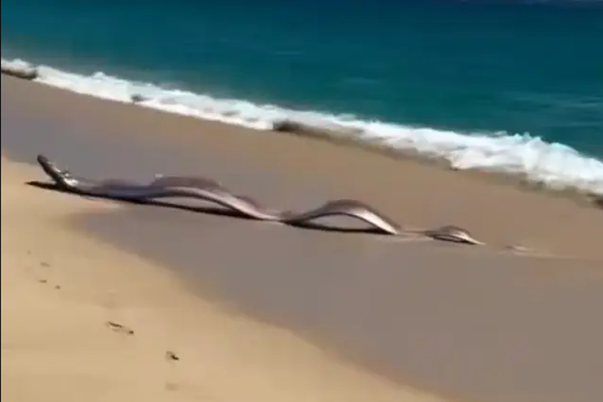 Sinh vật biển sâu dài 9m sống ở độ sâu 1.000m bất ngờ xuất hiện trên bãi biển, nhiều người lo lắng