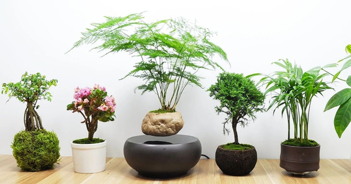 12 con giáp trồng cây gì trong tháng 3 để kích hoạt tài vận?