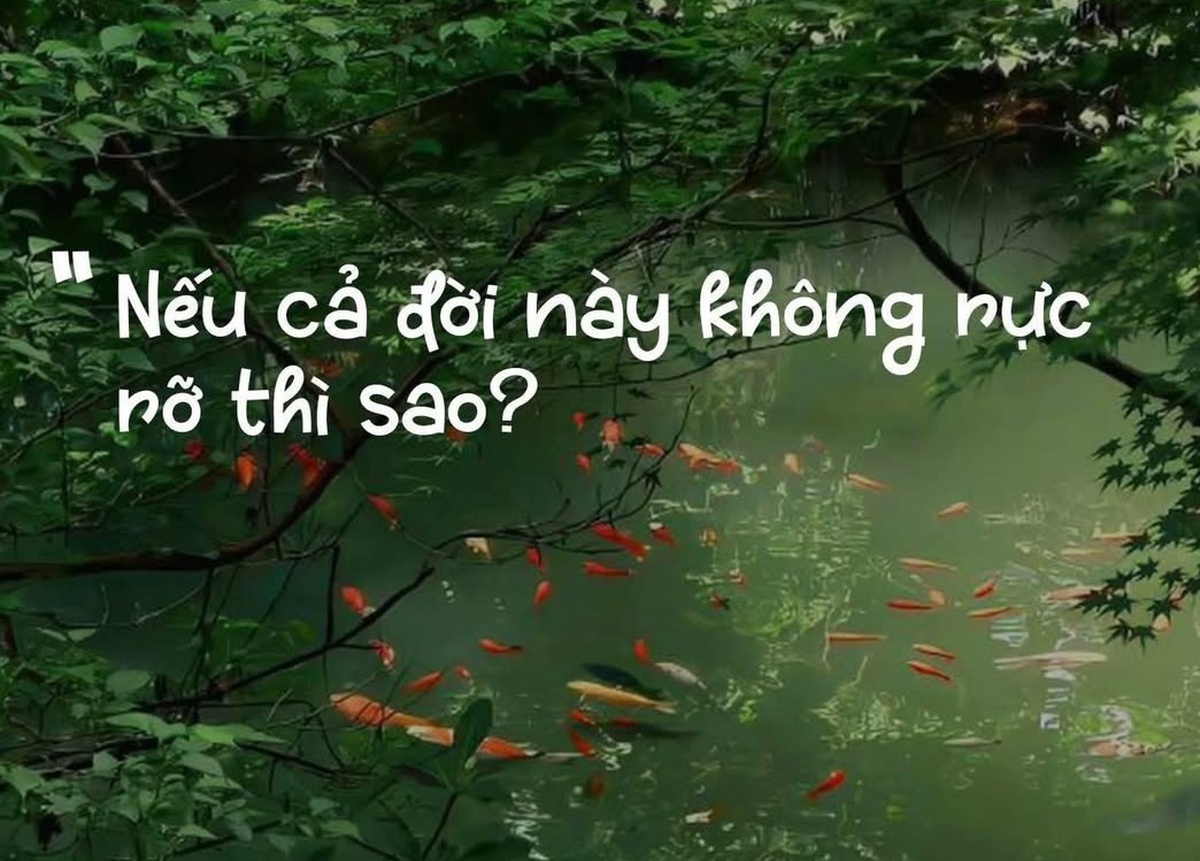 Vì sao câu nói "Nếu cả đời này không rực rỡ thì sao?" gây sốt mạng?