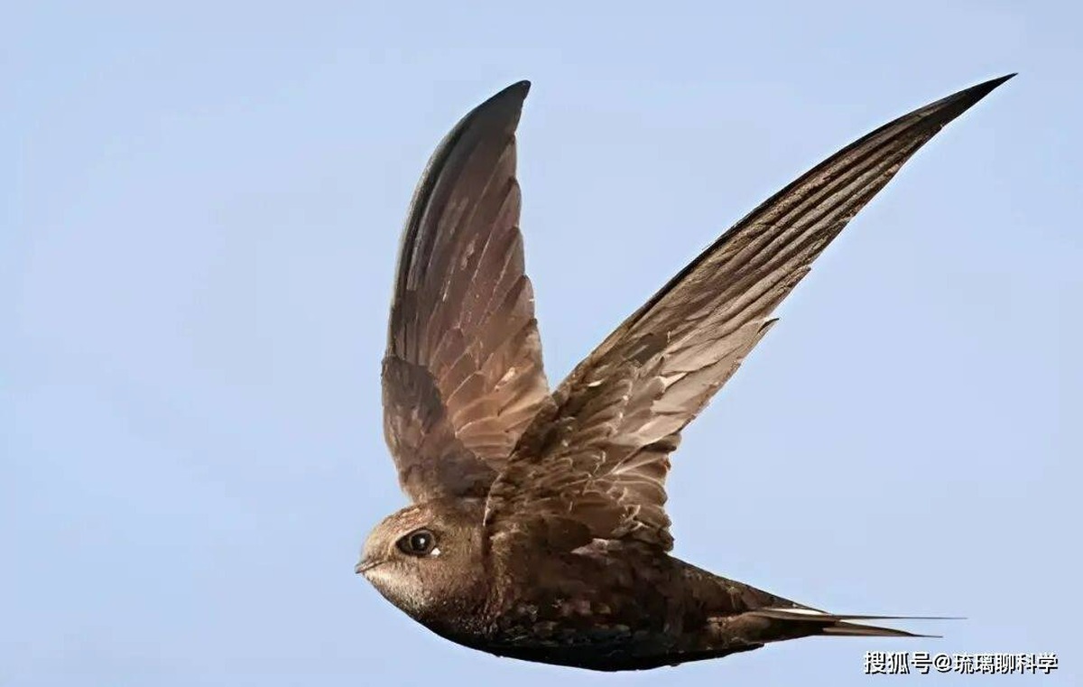 Bí ẩn loài chim bay suốt mười tháng không hạ cánh: Ăn ngủ trên trời nhưng vẫn sinh con bình thường