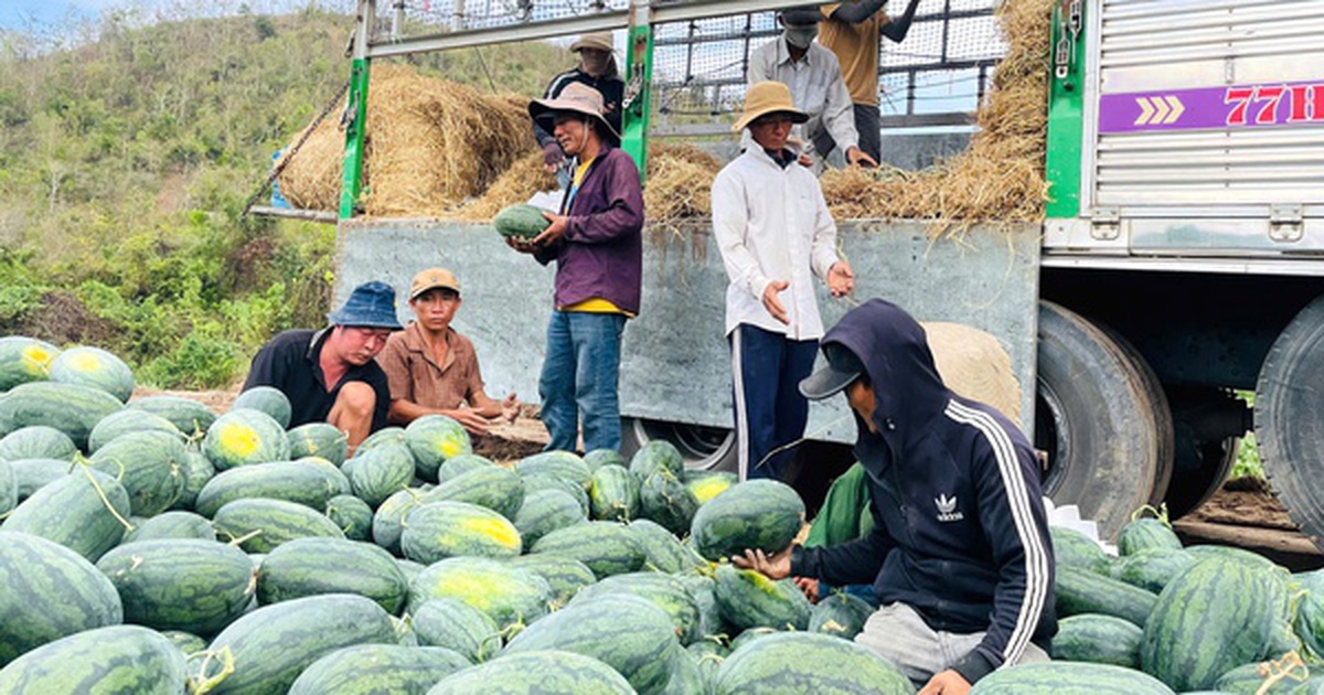 Giá dưa hấu còn 1.000 đồng/kg, nhiều hộ trồng lỗ hàng trăm triệu đồng