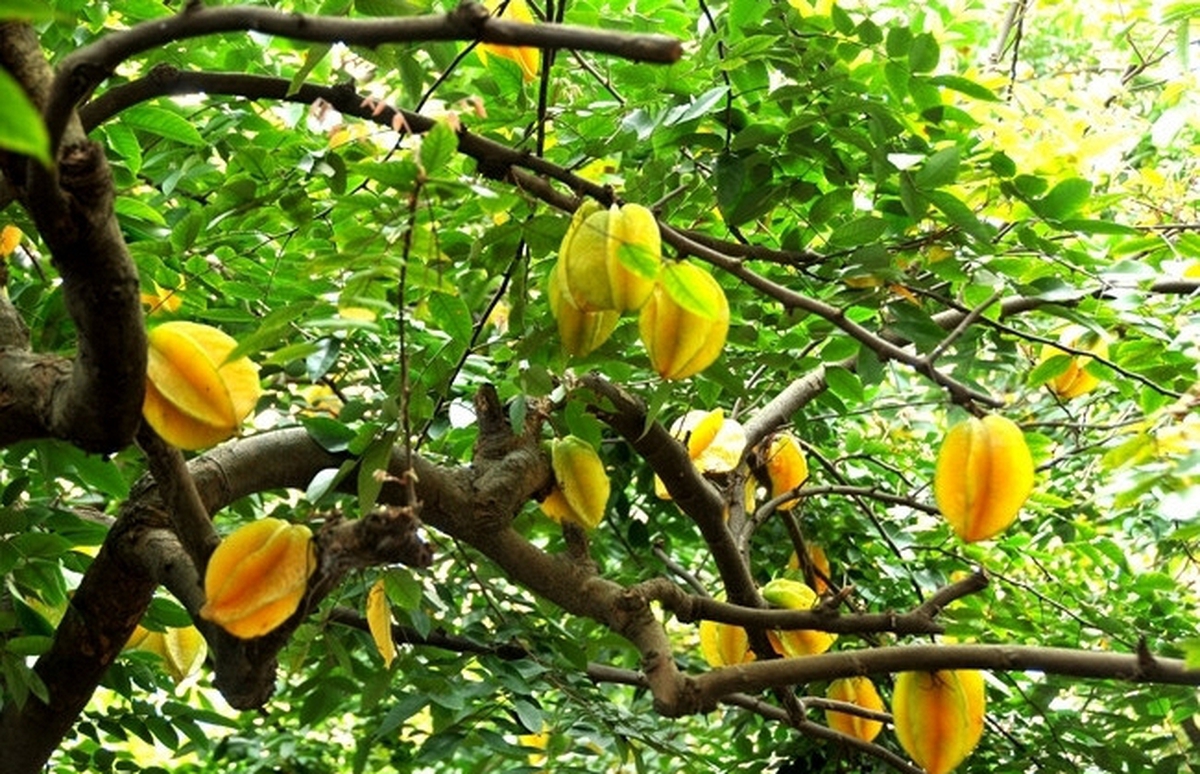 10 loại cây may mắn nên trồng trước sân nhà