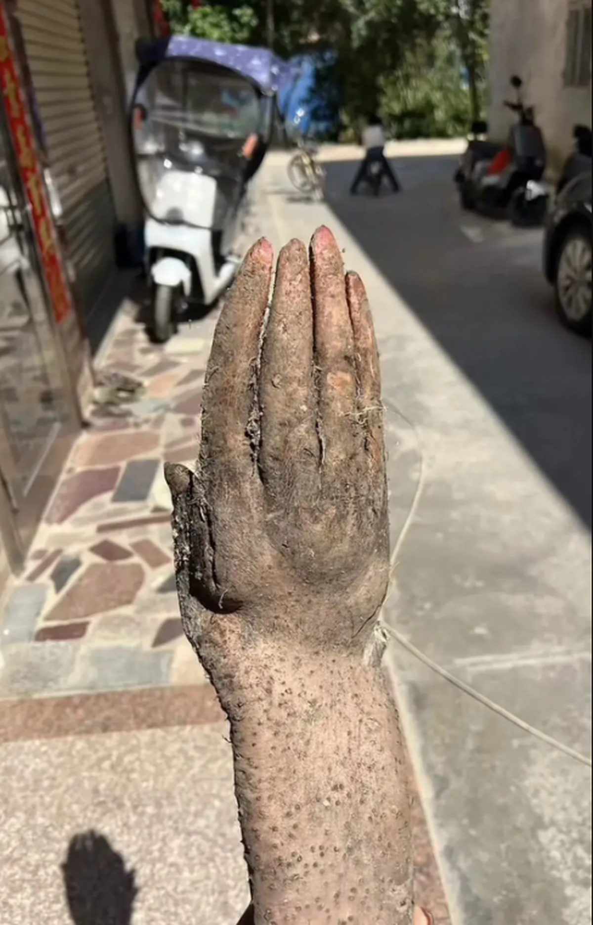 Đào được nguyên "bàn tay" trong vườn nhà, cụ ông hốt hoảng khi có người trả tới 28 triệu đồng để sở hữu