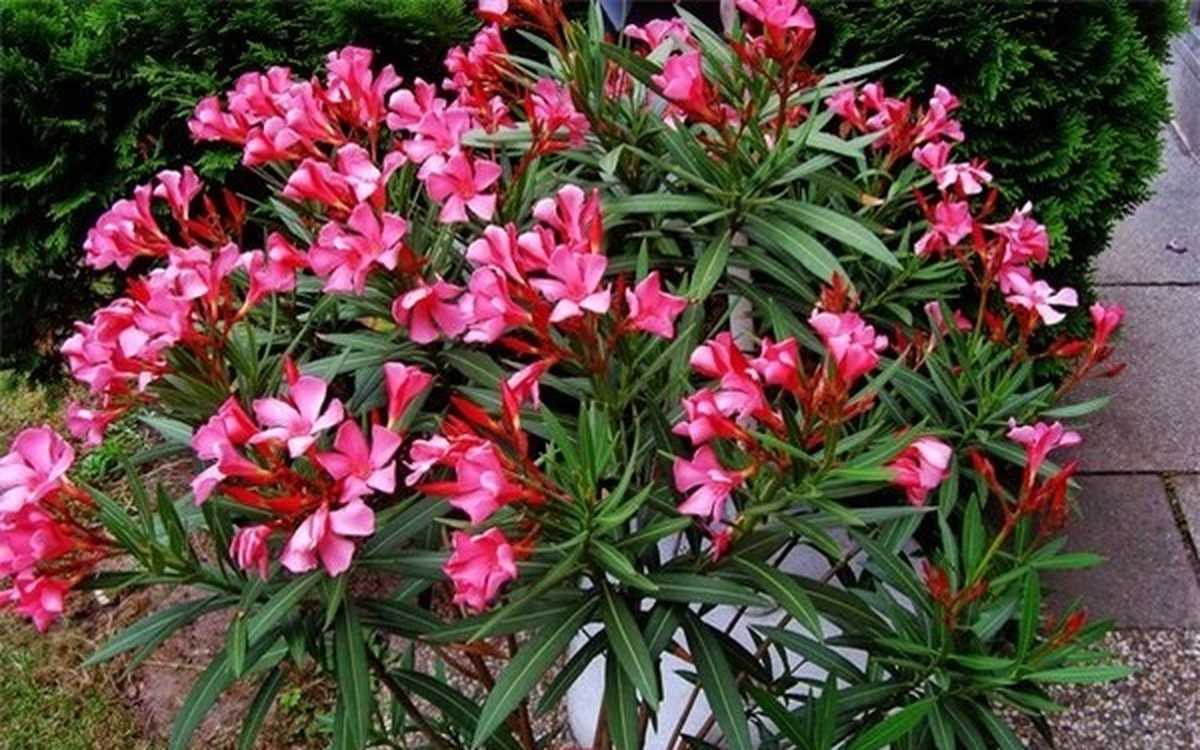 Ông bà dặn: Tuy rất đẹp nhưng đừng dại mà trồng 3 loài cây này trong nhà, vừa xui rủi, vừa ảnh hưởng sức khỏe