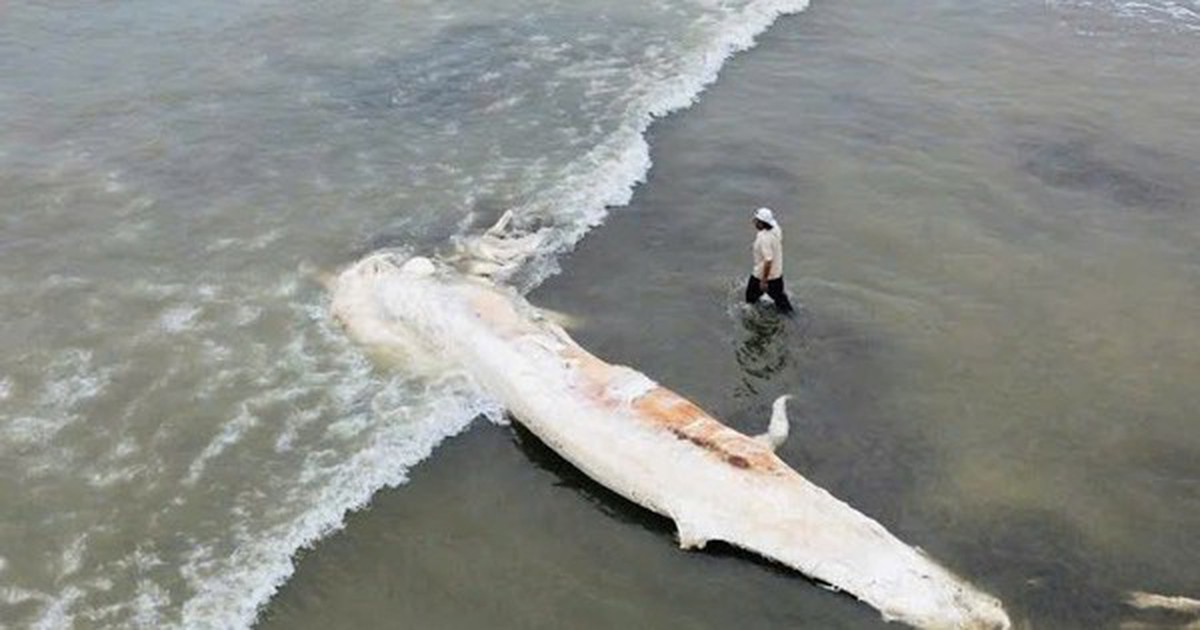 Xác cá voi dài gần 10 m dạt vào bờ biển