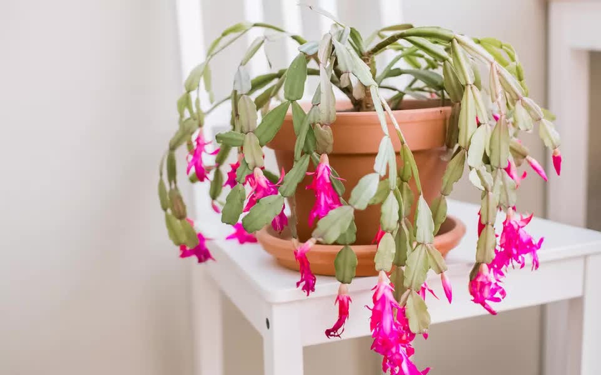 5 loài cây sống lâu hơn cả người, càng già càng lộ ra sự quý giá, bảo vệ gia đình, giữ lộc 3 đời con cháu