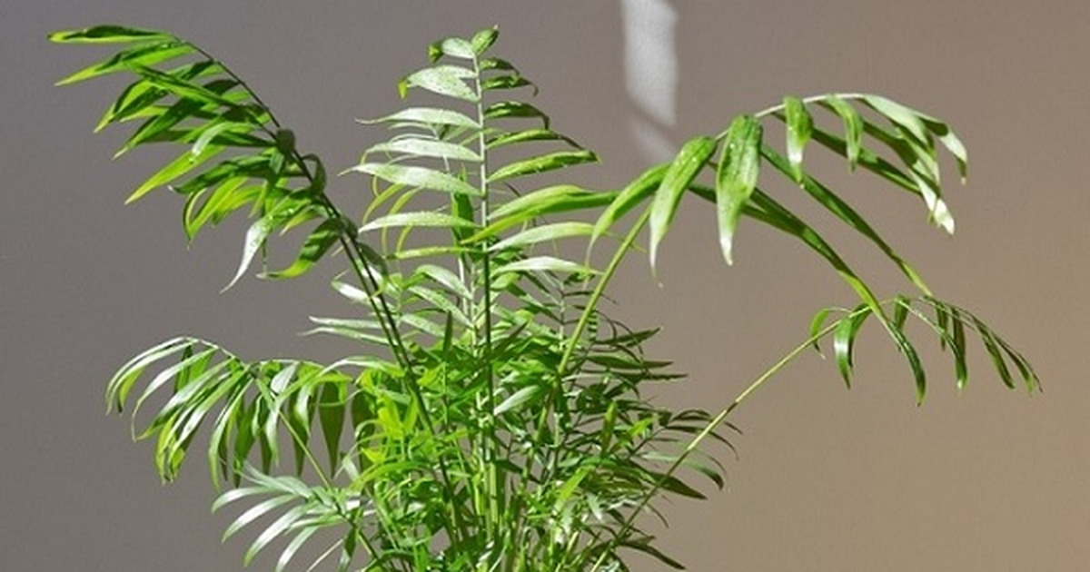 7 loại cây đặt đúng chỗ là "kéo tiền về": Nhiều người trồng sai nên không giàu lên được