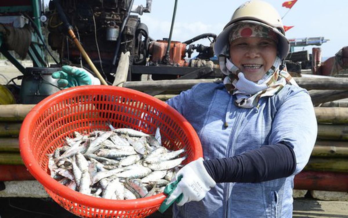 Ngư dân Thanh Hóa kiếm tiền triệu mỗi ngày mùa cá trích