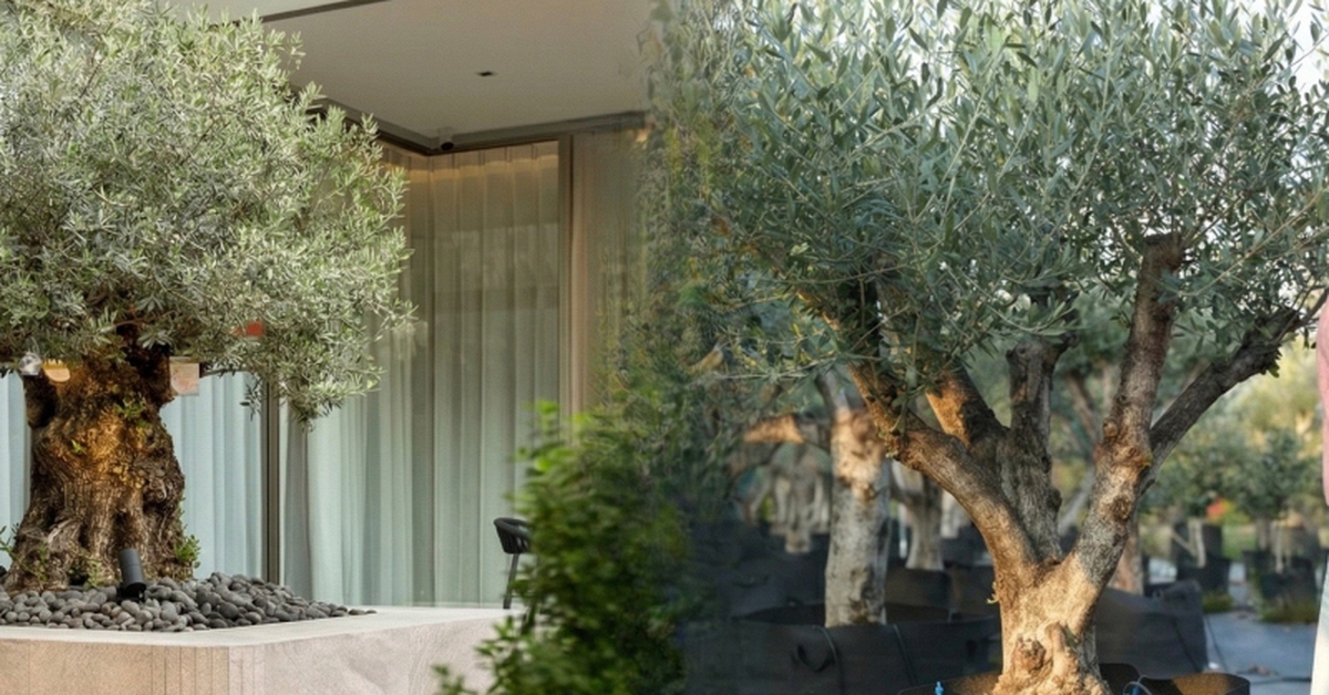 Giới nhà giàu đang mê mệt loại cây này: Không chỉ đẹp mà còn hút lộc, giá nhỉnh... sương sương vài tỷ đồng!