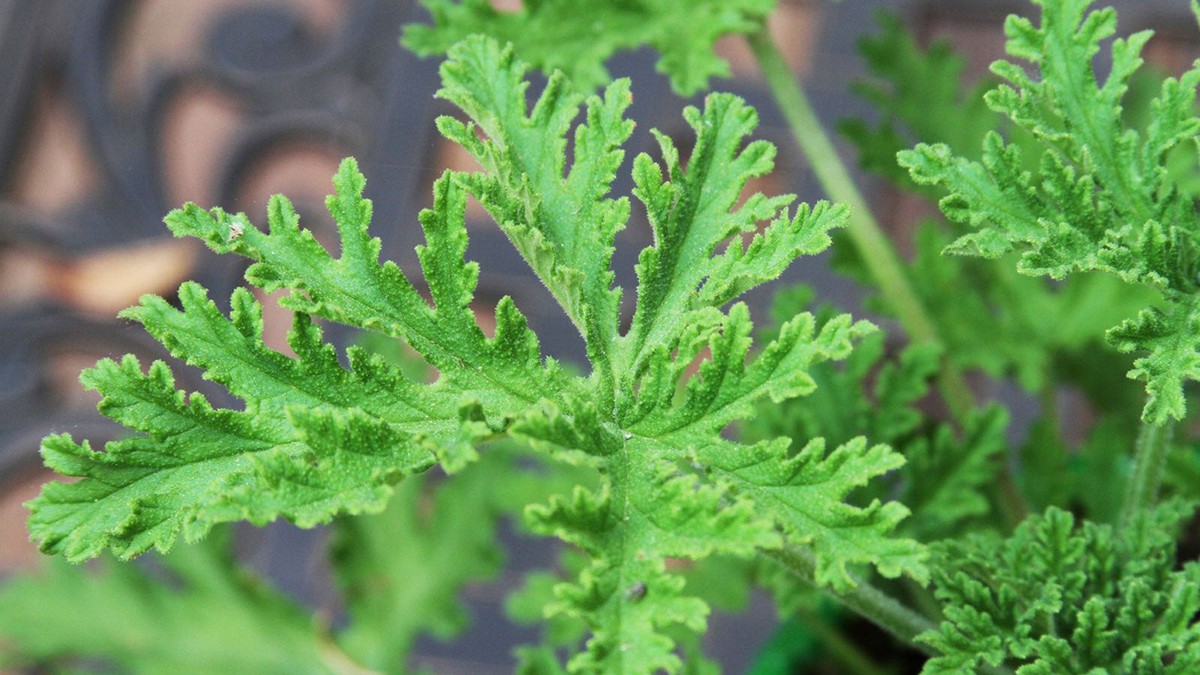 5 loại cây đuổi muỗi, nên trồng ngay trong nhà