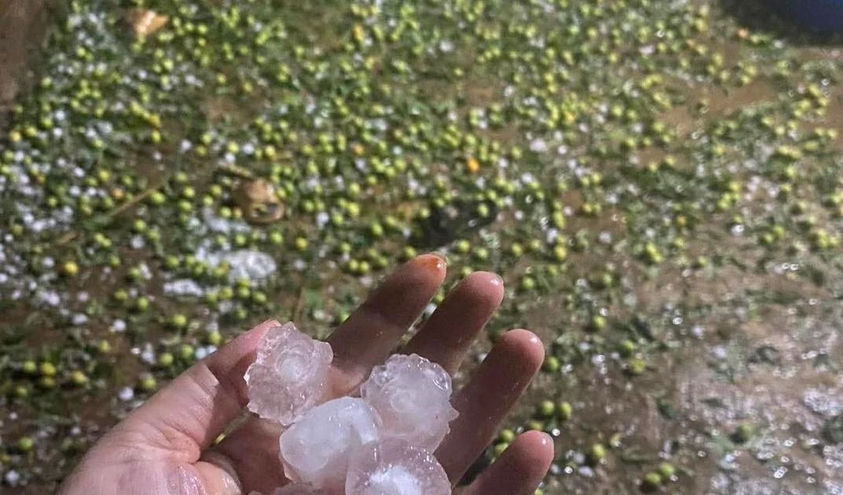 Mưa đá "tàn phá" hàng trăm ha mận, táo ở Sơn La