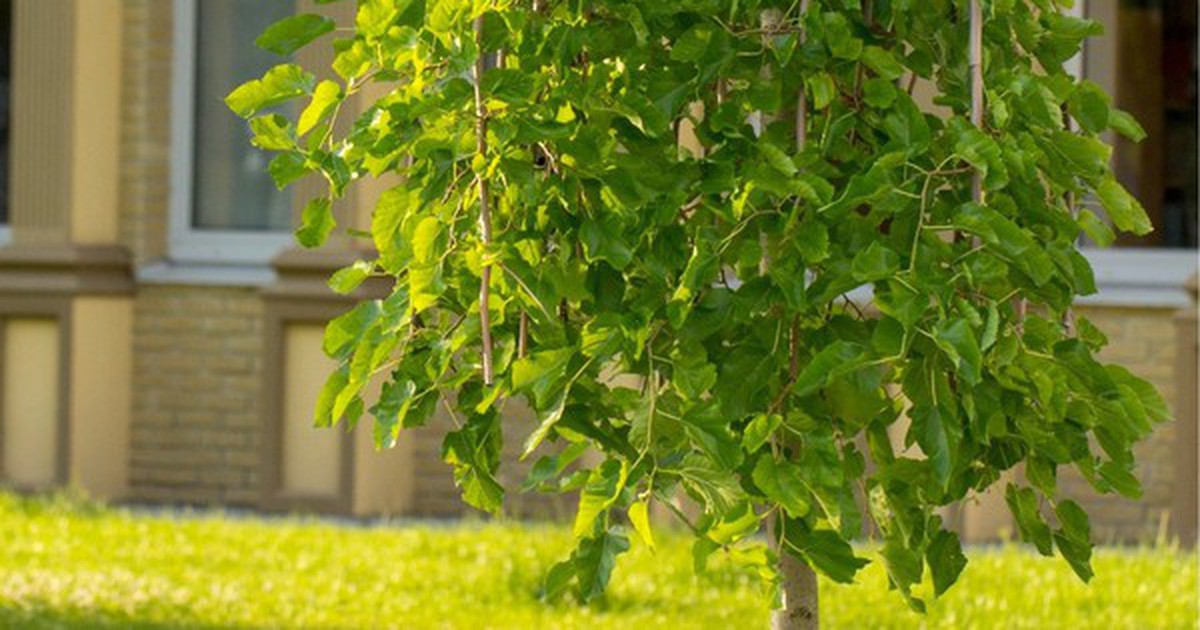 3 loại cây “hao tài tán lộc”, không nên trồng trong sân nhà