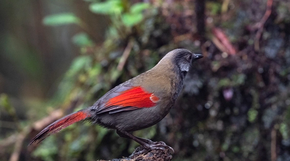 Việt Nam có thêm một vườn quốc gia