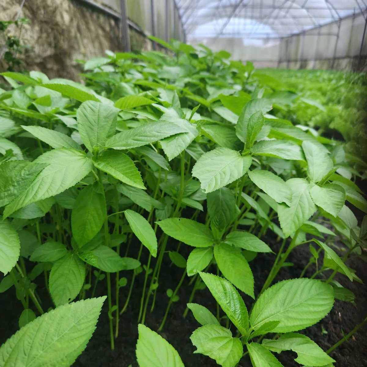 Việt Nam có loại rau người Nhật ví là "nhân sâm xanh": Giảm mỡ máu, bổ tim nhưng nhiều người chê không ăn