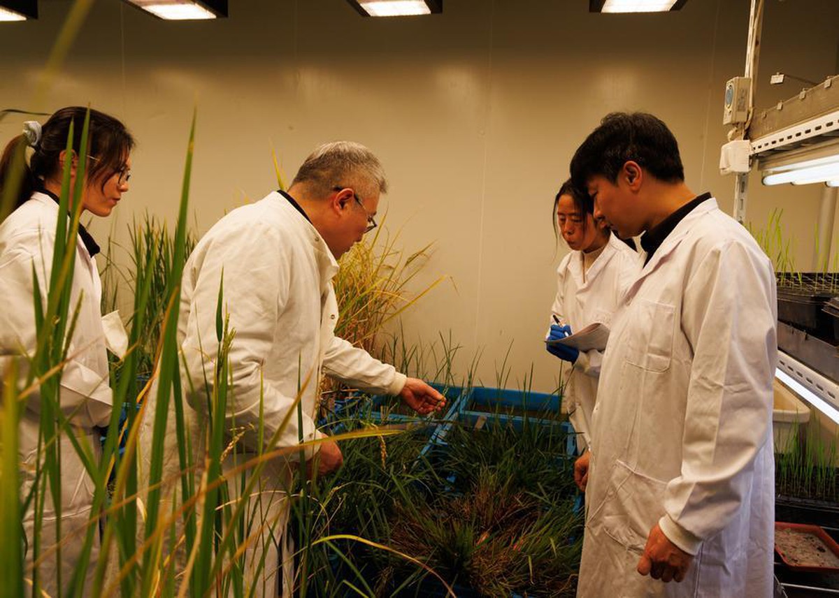 Giải mã gen bí ẩn, Trung Quốc tiến gần kỷ nguyên trồng lúa chưa từng có