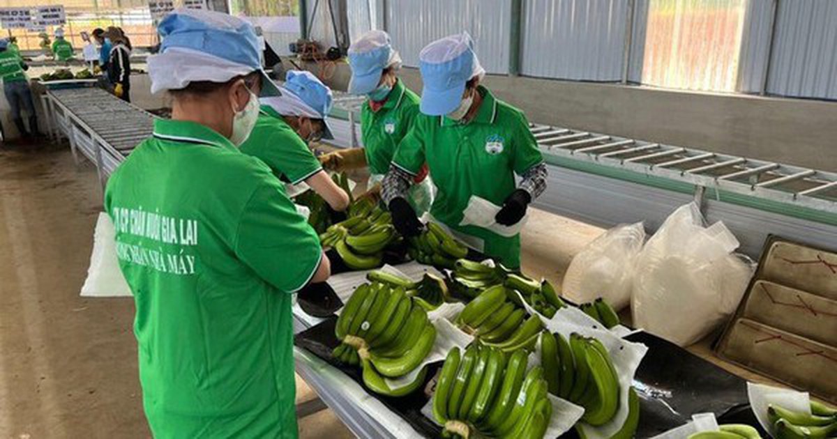 HAGL đặt mục tiêu lợi nhuận vượt 4.200 tỷ đồng, không chia cổ tức