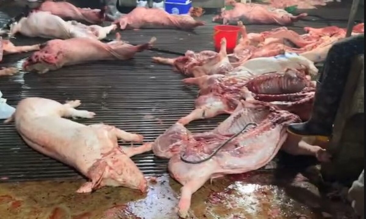 4 cán bộ thú y tiếp tay đưa 300 tấn heo bệnh vào trường học, chợ dân sinh Hà Nội thế nào?